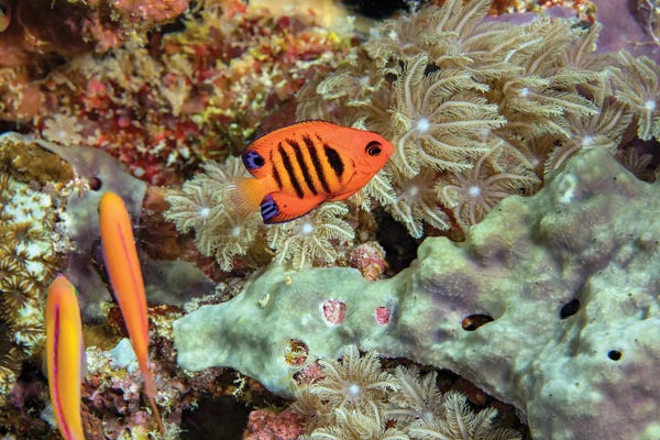 Micronesia: Flame Angelfish, Centropyge Loricula, On A Reef Off The Island Of Yap, Micronesia by David Fleetham