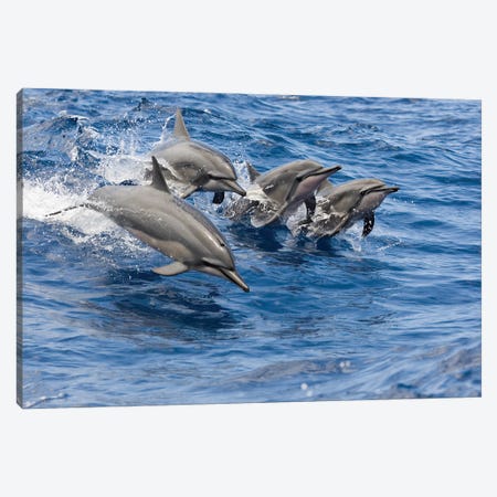 Four Spinner Dolphins, Stenella Longirostris, Leap Into The Air At The Same Time, Hawaii Canvas Print #DFH168} by David Fleetham Art Print