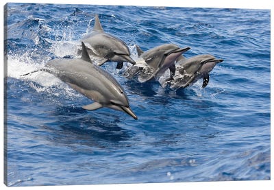 Four Spinner Dolphins, Stenella Longirostris, Leap Into The Air At The Same Time, Hawaii Canvas Art Print - Dolphin Art