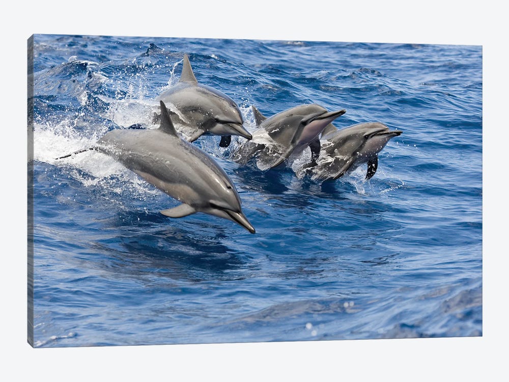 Four Spinner Dolphins, Stenella Longirostris, Leap Into The Air At The Same Time, Hawaii by David Fleetham 1-piece Canvas Art Print