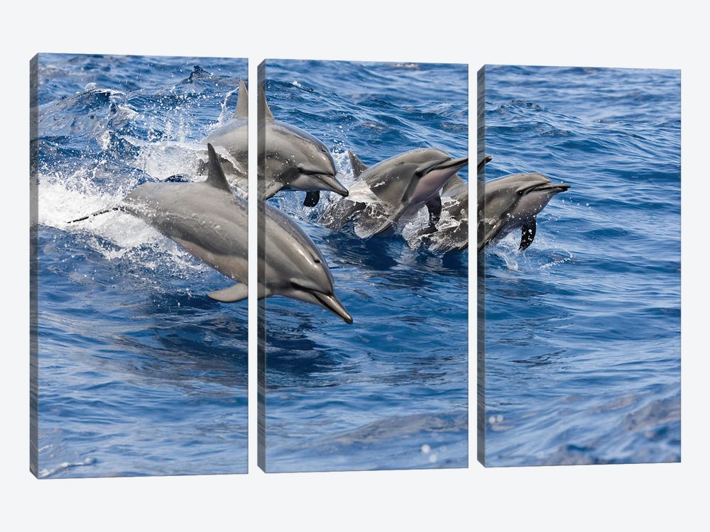 Four Spinner Dolphins, Stenella Longirostris, Leap Into The Air At The Same Time, Hawaii by David Fleetham 3-piece Canvas Print