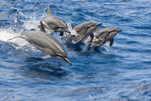 David Fleetham: Four Spinner Dolphins, Stenella Longirostris, Leap Into The Air At The Same Time, Hawaii by David Fleetham