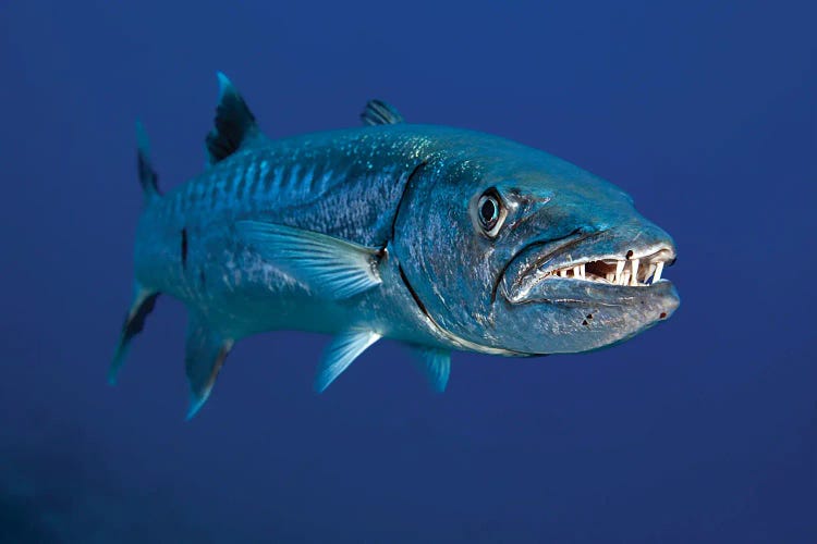 Great Barracuda, Sphyraena Barracuda, Hawaii