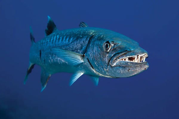 David Fleetham: Great Barracuda, Sphyraena Barracuda, Hawaii by David Fleetham