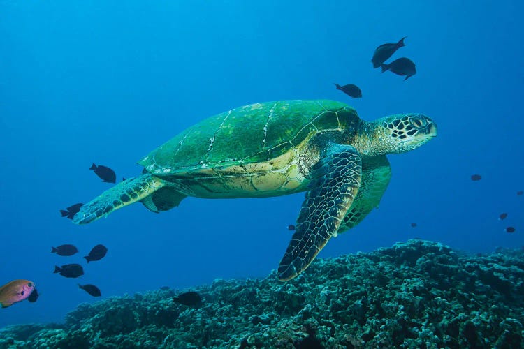 Green Sea Turtle, Chelonia Mydas, An Endangered Species, Hawaii I