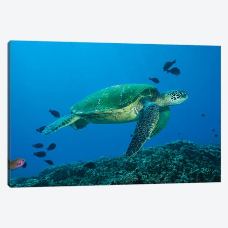 Green Sea Turtle, Chelonia Mydas, An Endangered Species, Hawaii I Canvas Print #DFH170} by David Fleetham Canvas Wall Art