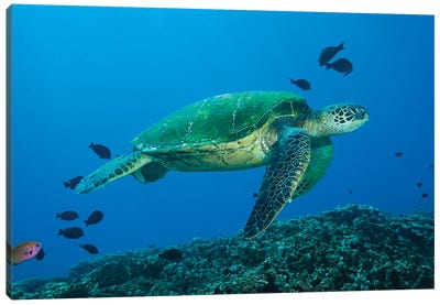 Green Sea Turtle, Chelonia Mydas, An Endangered Species, Hawaii I Canvas Art Print - David Fleetham
