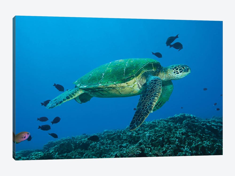 Green Sea Turtle, Chelonia Mydas, An Endangered Species, Hawaii I by David Fleetham 1-piece Canvas Wall Art