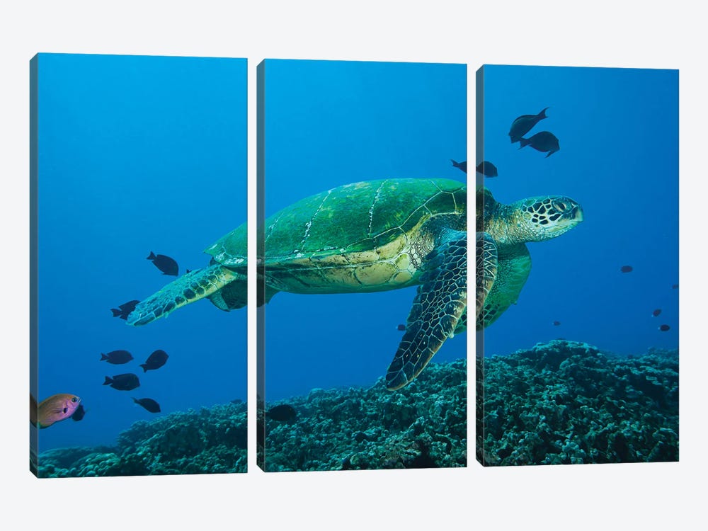 Green Sea Turtle, Chelonia Mydas, An Endangered Species, Hawaii I by David Fleetham 3-piece Canvas Wall Art