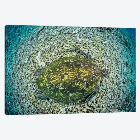 Green Sea Turtle, Chelonia Mydas, An Endangered Species, Hawaii II Canvas Print #DFH171} by David Fleetham Canvas Art