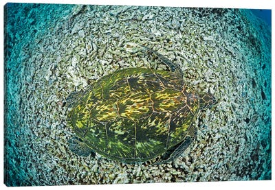 Green Sea Turtle, Chelonia Mydas, An Endangered Species, Hawaii II Canvas Art Print - David Fleetham
