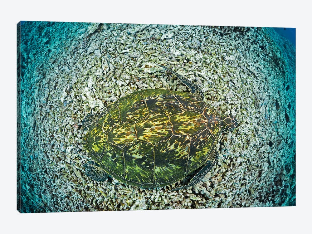 Green Sea Turtle, Chelonia Mydas, An Endangered Species, Hawaii II by David Fleetham 1-piece Art Print