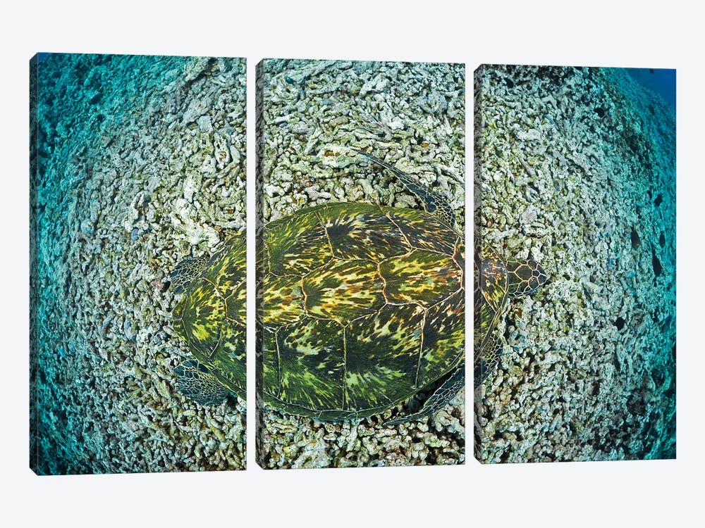 Green Sea Turtle, Chelonia Mydas, An Endangered Species, Hawaii II by David Fleetham 3-piece Canvas Art Print
