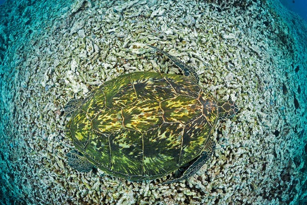 David Fleetham: Green Sea Turtle, Chelonia Mydas, An Endangered Species, Hawaii II by David Fleetham
