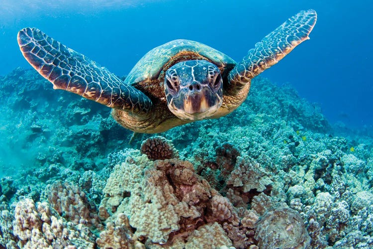 Green Sea Turtle, Chelonia Mydas, Swimming Above Coral, Hawaii