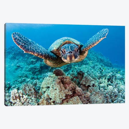 Green Sea Turtle, Chelonia Mydas, Swimming Above Coral, Hawaii Canvas Print #DFH172} by David Fleetham Canvas Wall Art