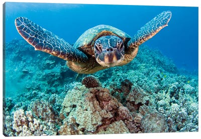 Green Sea Turtle, Chelonia Mydas, Swimming Above Coral, Hawaii Canvas Art Print - David Fleetham