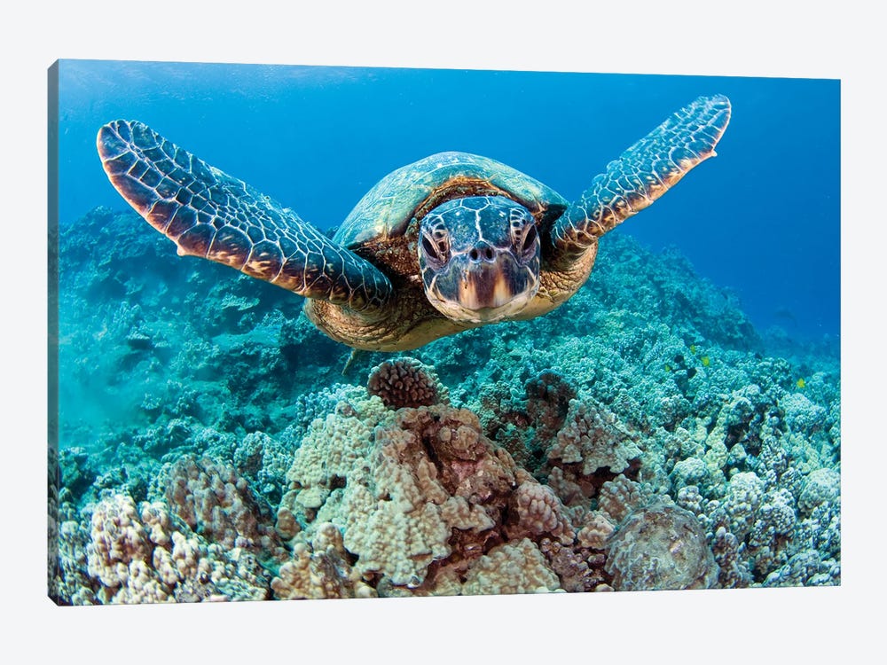 Green Sea Turtle, Chelonia Mydas, Swimming Above Coral, Hawaii by David Fleetham 1-piece Canvas Artwork