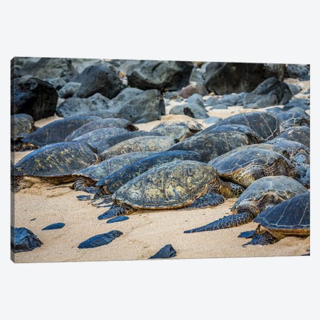 Green Sea Turtles, Chelonia Mydas, Have Pulled Out Of The Water Onto Ho'Okipa Beach On Maui, Hawaii Canvas Print #DFH173} by David Fleetham Canvas Artwork