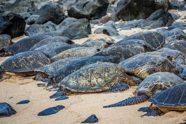 Green Sea Turtles, Chelonia Mydas, Have Pulled Out Of The Water Onto Ho'Okipa Beach On Maui, Hawaii