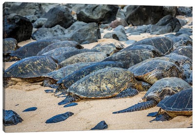 Green Sea Turtles, Chelonia Mydas, Have Pulled Out Of The Water Onto Ho'Okipa Beach On Maui, Hawaii Canvas Art Print - David Fleetham