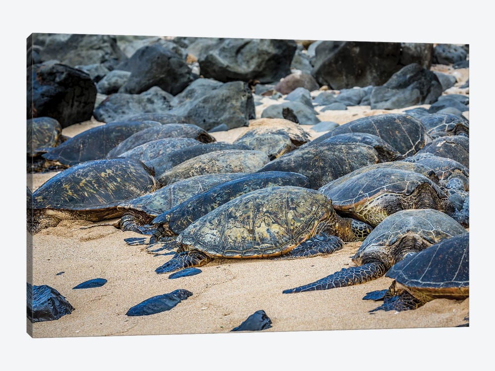 Green Sea Turtles, Chelonia Mydas, Have Pulled Out Of The Water Onto Ho'Okipa Beach On Maui, Hawaii by David Fleetham 1-piece Canvas Art Print