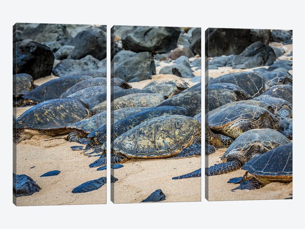 Green Sea Turtles, Chelonia Mydas, Have Pulled Out Of The Water Onto Ho'Okipa Beach On Maui, Hawaii by David Fleetham 3-piece Art Print