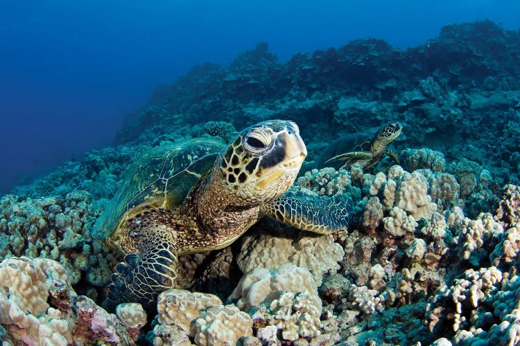 Green Sea Turtles, Chelonia Mydas, Resting On A Hawaiian Reef