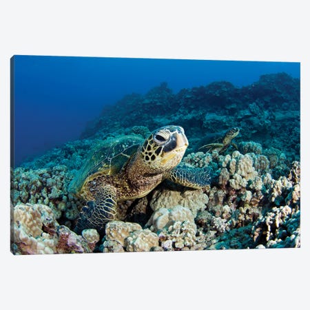 Green Sea Turtles, Chelonia Mydas, Resting On A Hawaiian Reef Canvas Print #DFH174} by David Fleetham Art Print