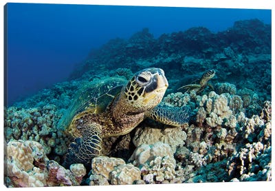 Green Sea Turtles, Chelonia Mydas, Resting On A Hawaiian Reef Canvas Art Print - David Fleetham
