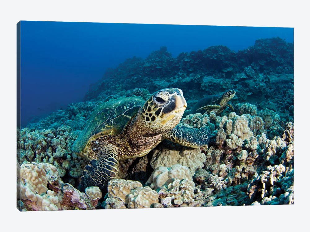 Green Sea Turtles, Chelonia Mydas, Resting On A Hawaiian Reef by David Fleetham 1-piece Canvas Wall Art