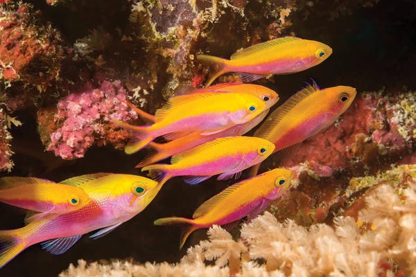 Micronesia: Group Of Female Yellowback Anthias, Pseudanthias Evansi, Yap, Micronesia by David Fleetham