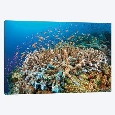 Hard Coral With Schooling Anthias Dominate This Fijian Reef Scene Canvas Print #DFH176} by David Fleetham Canvas Print