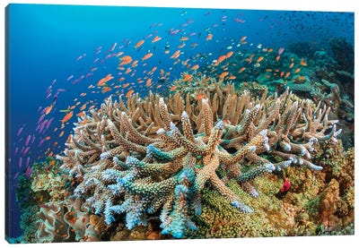 Hard Coral With Schooling Anthias Dominate This Fijian Reef Scene Canvas Art Print - David Fleetham