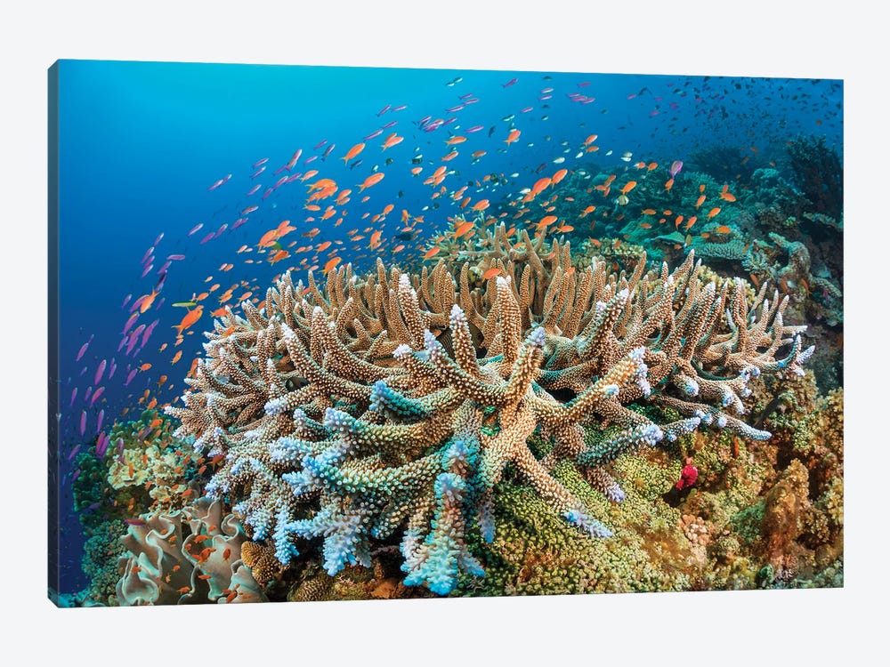 Hard Coral With Schooling Anthias Dominate This Fijian Reef Scene by David Fleetham 1-piece Canvas Wall Art