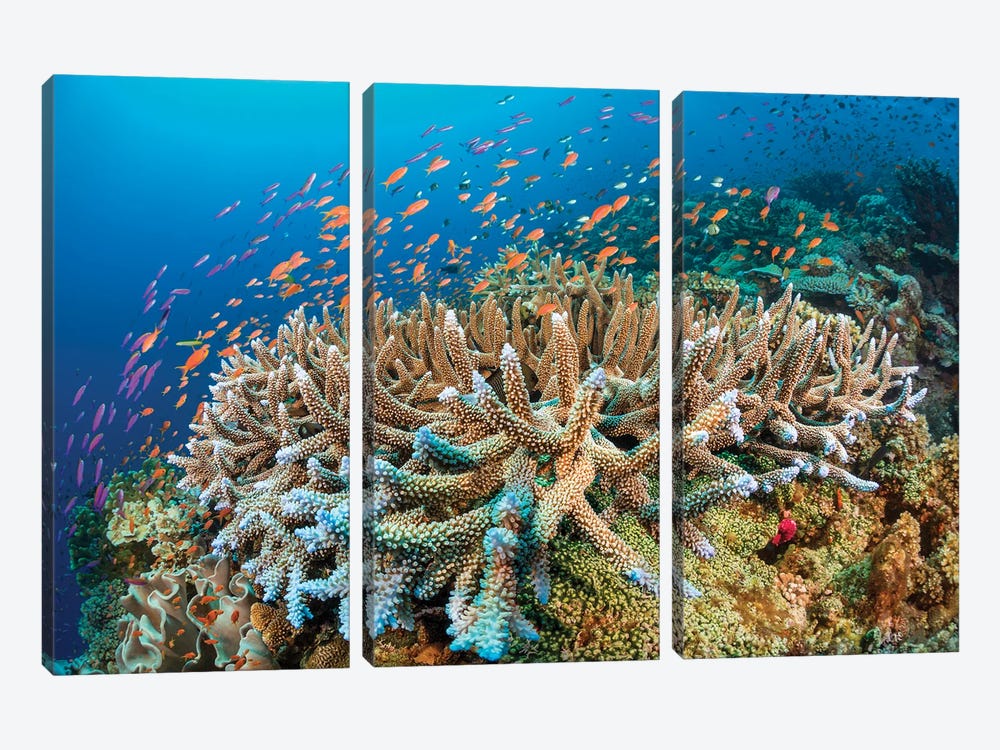 Hard Coral With Schooling Anthias Dominate This Fijian Reef Scene by David Fleetham 3-piece Canvas Wall Art