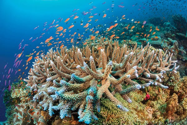 Fiji: Hard Coral With Schooling Anthias Dominate This Fijian Reef Scene by David Fleetham