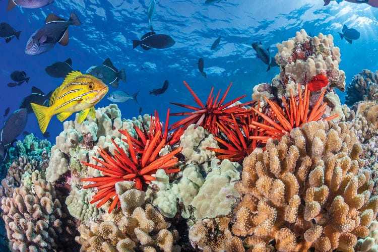 Hawaiian Reef Scene Of Slate Pencil Sea Urchins, Black Triggerfish And A Bluestripe Snapper