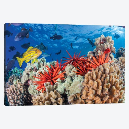 Hawaiian Reef Scene Of Slate Pencil Sea Urchins, Black Triggerfish And A Bluestripe Snapper Canvas Print #DFH177} by David Fleetham Canvas Art Print