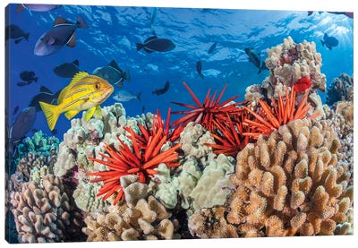 Hawaiian Reef Scene Of Slate Pencil Sea Urchins, Black Triggerfish And A Bluestripe Snapper Canvas Art Print - David Fleetham