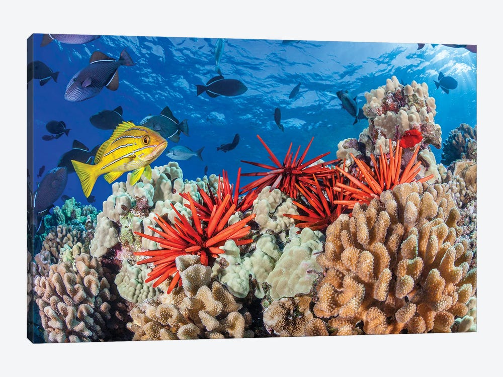 Hawaiian Reef Scene Of Slate Pencil Sea Urchins, Black Triggerfish And A Bluestripe Snapper by David Fleetham 1-piece Art Print