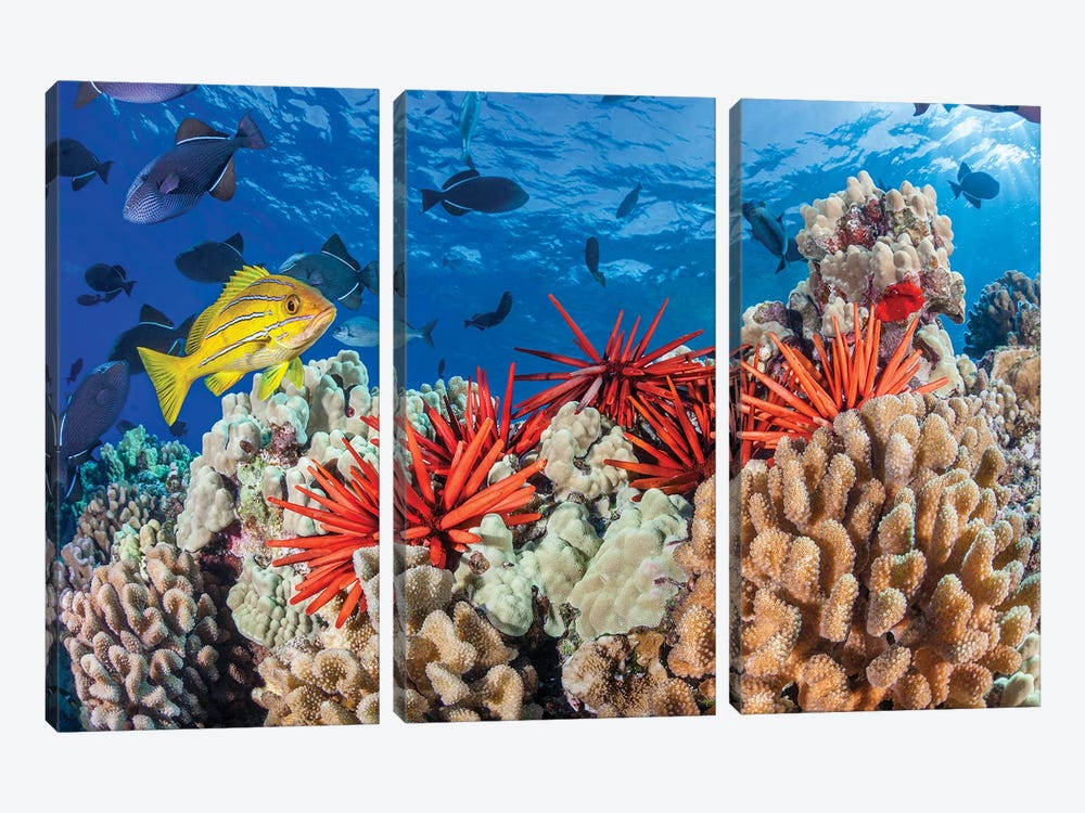 Hawaiian Reef Scene Of Slate Pencil Sea Urchins, Black Triggerfish And A Bluestripe Snapper by David Fleetham 3-piece Canvas Art Print