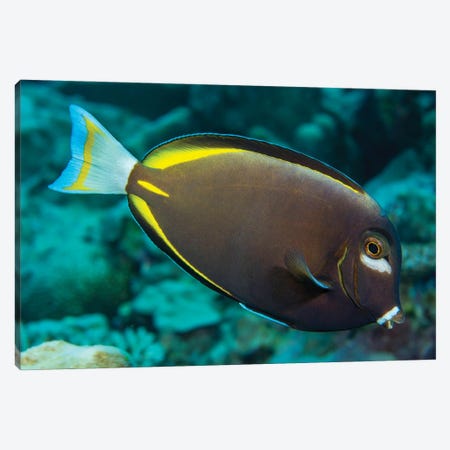 Japan Surgeonfish, Acanthurus Japonicus, Near The Top Of The Reef, Yap, Micronesia Canvas Print #DFH179} by David Fleetham Canvas Artwork