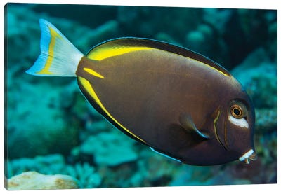 Japan Surgeonfish, Acanthurus Japonicus, Near The Top Of The Reef, Yap, Micronesia Canvas Art Print - Micronesia