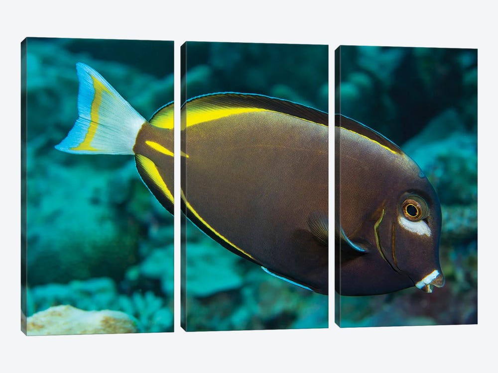 Japan Surgeonfish, Acanthurus Japonicus, Near The Top Of The Reef, Yap, Micronesia by David Fleetham 3-piece Canvas Art Print