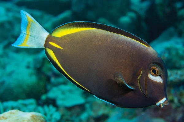 Micronesia: Japan Surgeonfish, Acanthurus Japonicus, Near The Top Of The Reef, Yap, Micronesia by David Fleetham