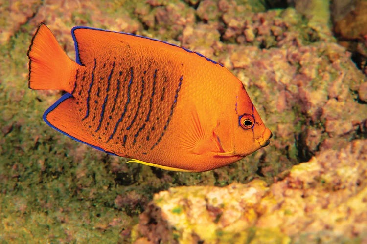 Juvenile Clarion Angelfish, Holacanthus Clarionensis, San Benedicto Island, Revilligigedos, Mexico