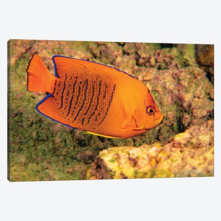 Juvenile Clarion Angelfish, Holacanthus Clarionensis, San Benedicto Island, Revilligigedos, Mexico Canvas Print #DFH180} by David Fleetham Canvas Print