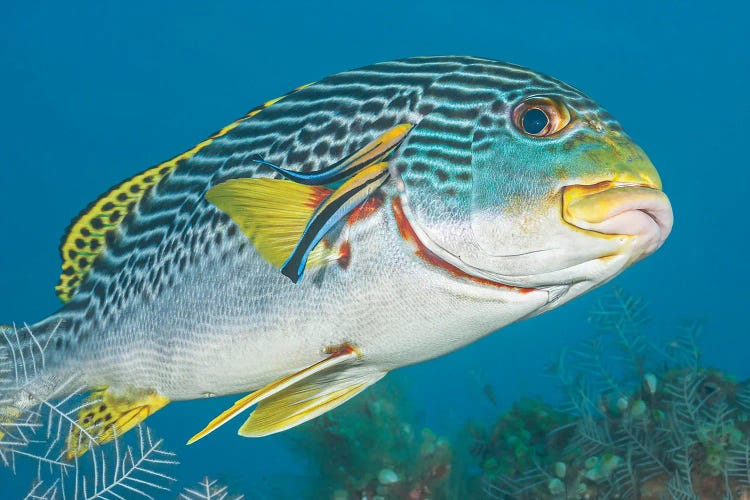 Lined Sweetlips, Plectorhinchus Lineatus, With Two Cleaner Wrasse, Indonesia