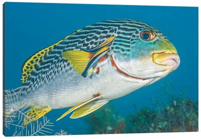 Lined Sweetlips, Plectorhinchus Lineatus, With Two Cleaner Wrasse, Indonesia Canvas Art Print - David Fleetham